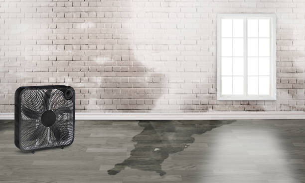 Best Flood damage cleanup  in Chamberlayne, VA